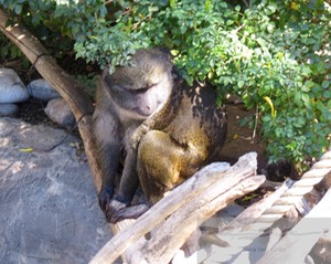 Allen's Swamp Monkey 1