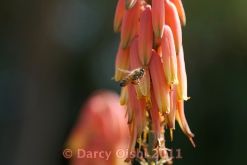 Bee flying to Aloe
