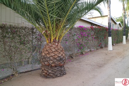 California Grown Pineapple
