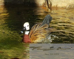 Duck bathing 3