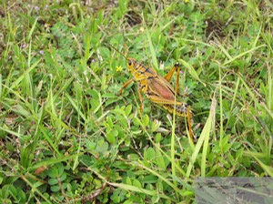 Eastern Luber Grasshopper 1