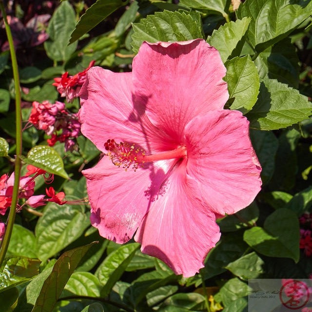 Hibiscus at Greenwell Farms