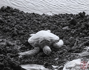 Honu in the Fading Light