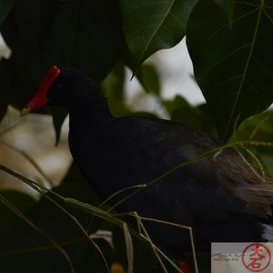 IMG_4145Waterbirds (& Chickens) of Hamakua