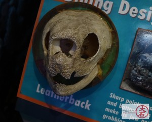Leatherback Skull