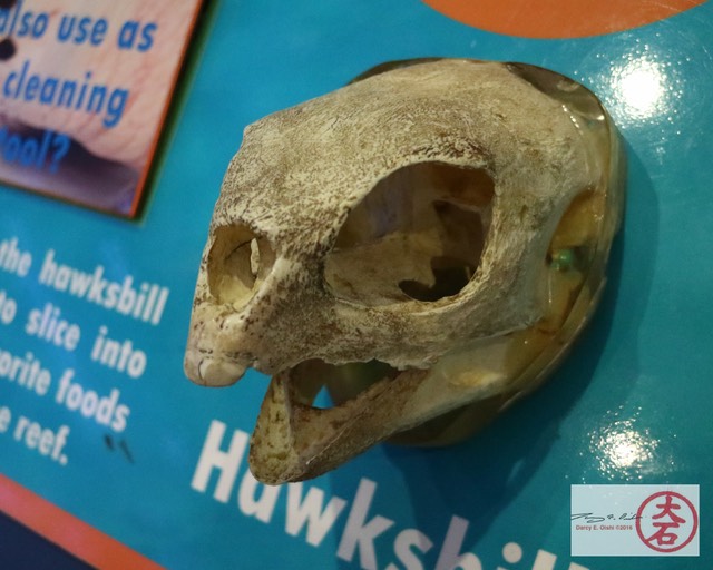 Hawksbill skull