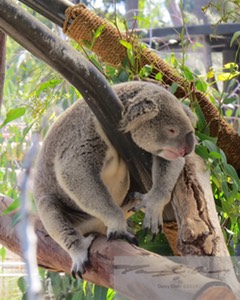 Koala 9
