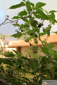 Popolo (Solanum sandwicense) 2