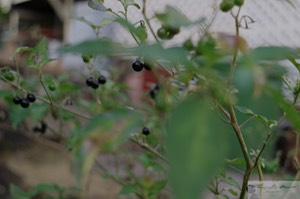 Popolo (Solanum sandwicense) 9