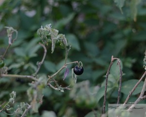 Popolo (Solanum sandwicense) 10