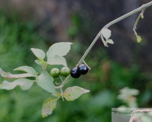 Popolo (Solanum sandwicense) 11