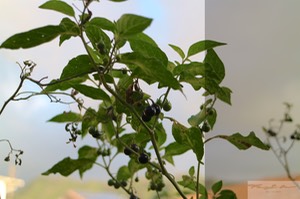 Popolo (Solanum sandwicense) 4