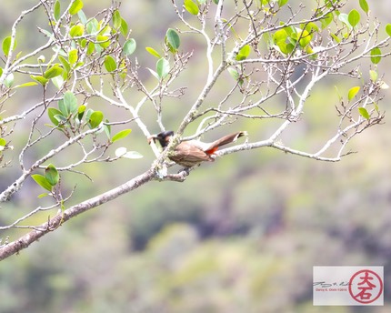 Red Vented Bulbul-5237