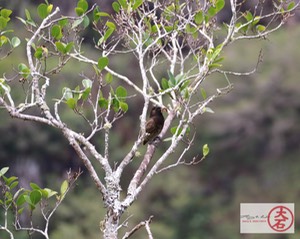 Red Vented Bulbul-5241