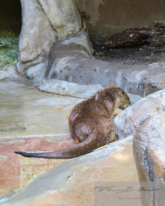 River Otter 11