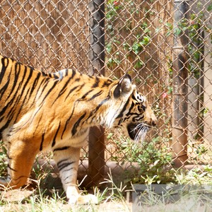 Sumatran tiger 1