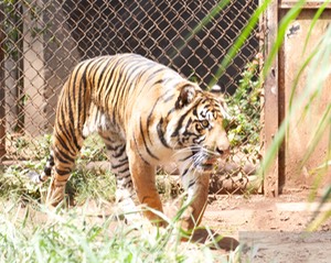 Sumatran tiger 2