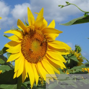 Sunflowers 10
