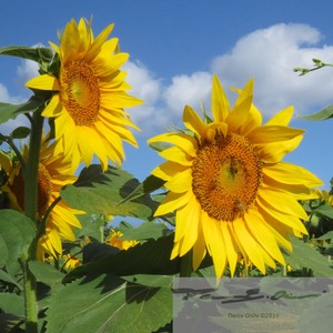 Sunflowers 11