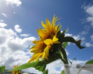 Sunflowers 16