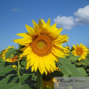 Sunflowers 8