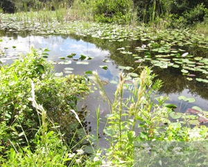 Swamp and Butterfly