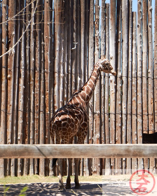 ABQ BioPark IMG_8951