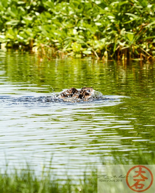 Duck Bathing IMG_5368