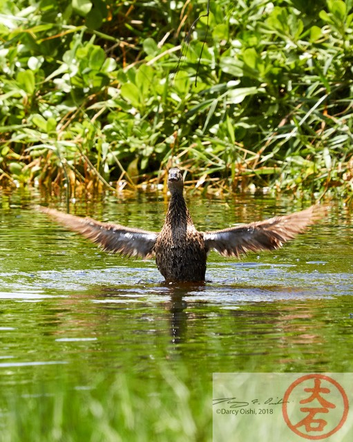 Duck Bathing IMG_5377